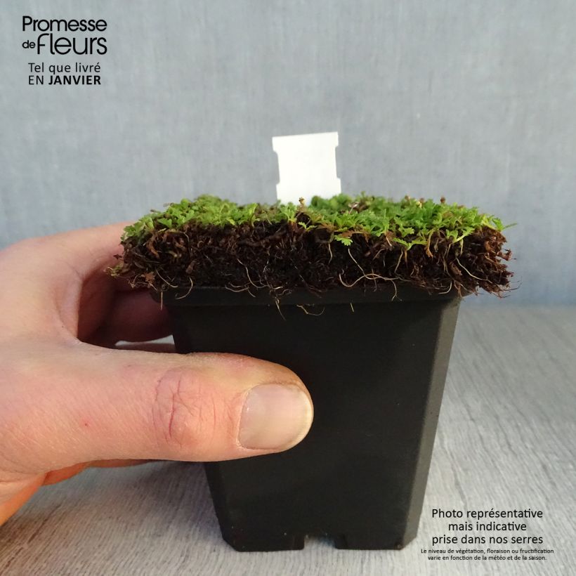 Leptinella dioica Minima 8/9 cm pot sample as delivered in winter