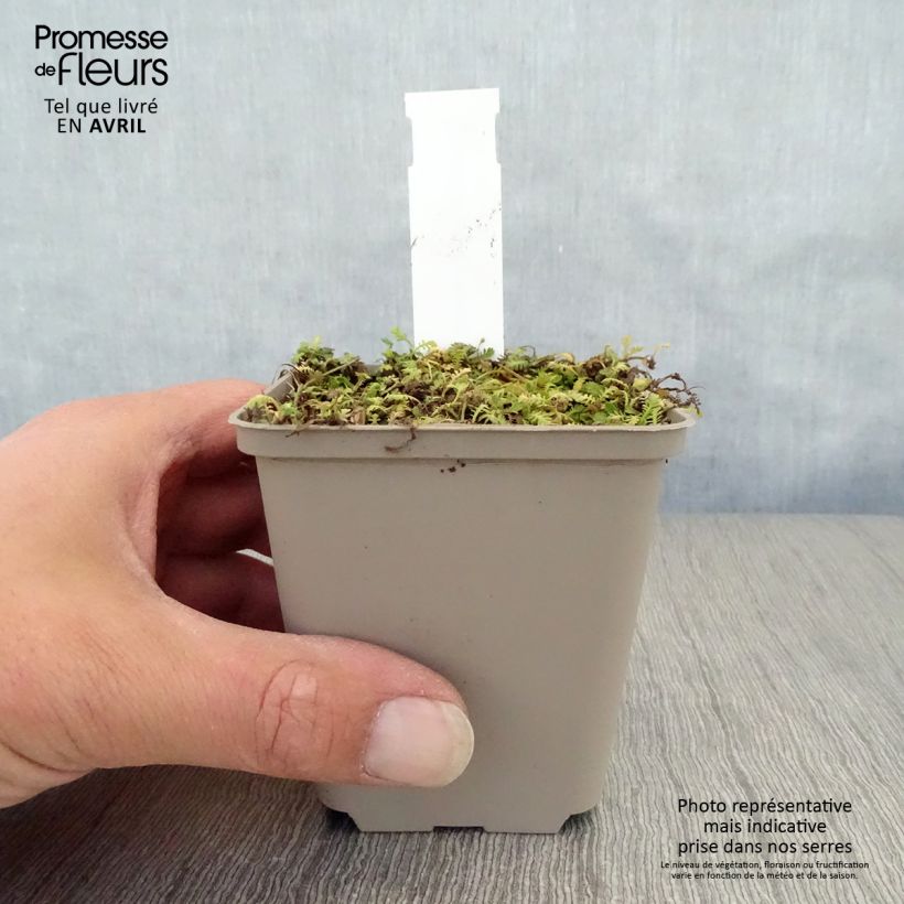 Leptinella dioica Minima 8/9 cm pot sample as delivered in spring