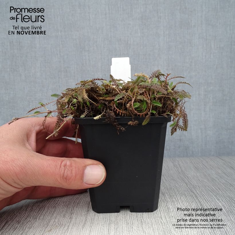 Leptinella potentillina 8/9 cm pot sample as delivered in autumn
