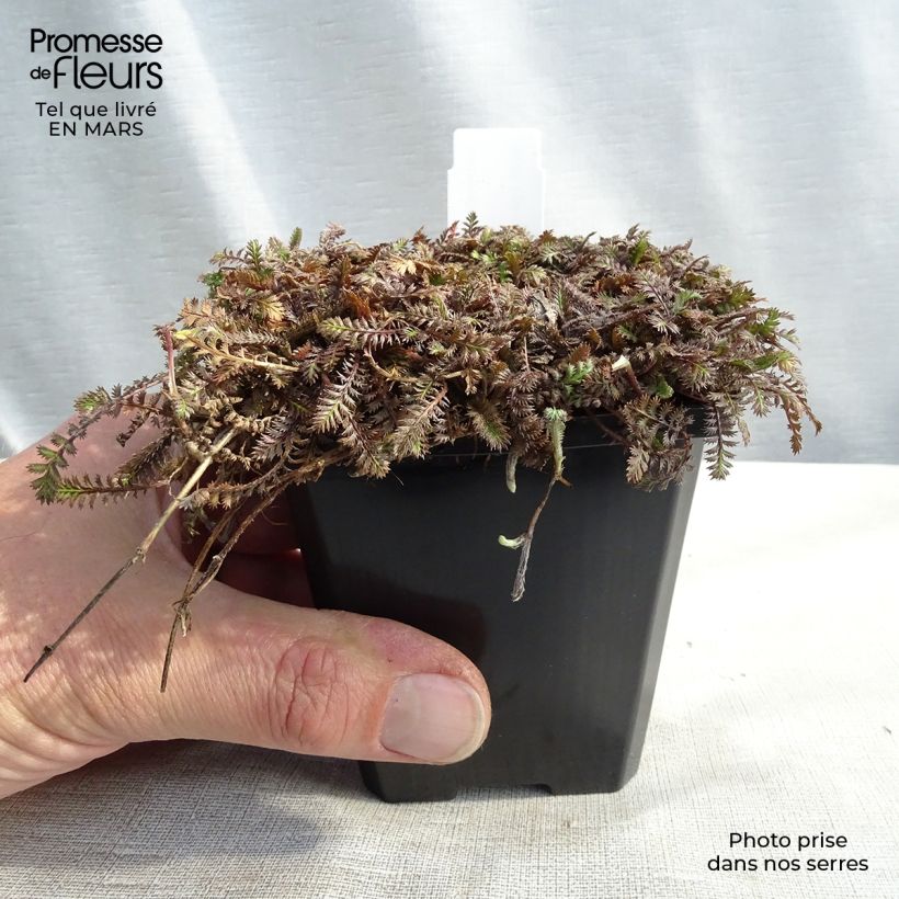 Leptinella potentillina 8/9 cm pot sample as delivered in winter