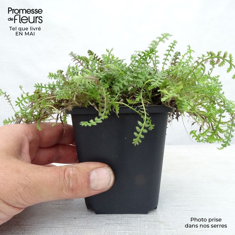 Leptinella squalida Platts Black 8/9 cm pot sample as delivered in spring