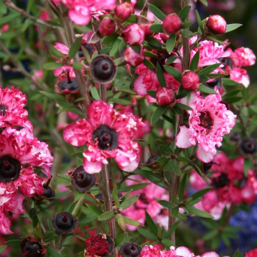 Leptospermum scoparium Coral candy - Tea-tree (Flowering)