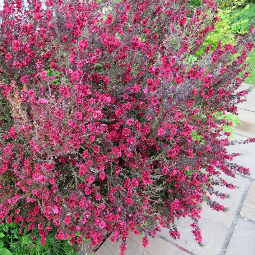 Leptospermum scoparium Coral candy - Tea-tree (Plant habit)