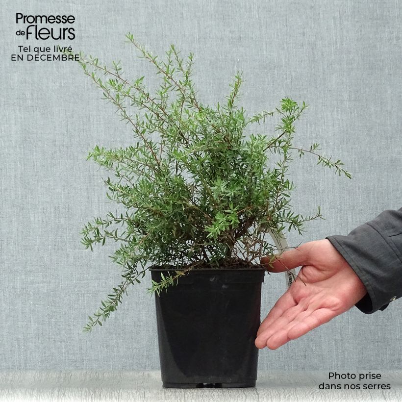 Leptospermum scoparium Coral candy - Tea-tree 2L/3L pot sample as delivered in winter