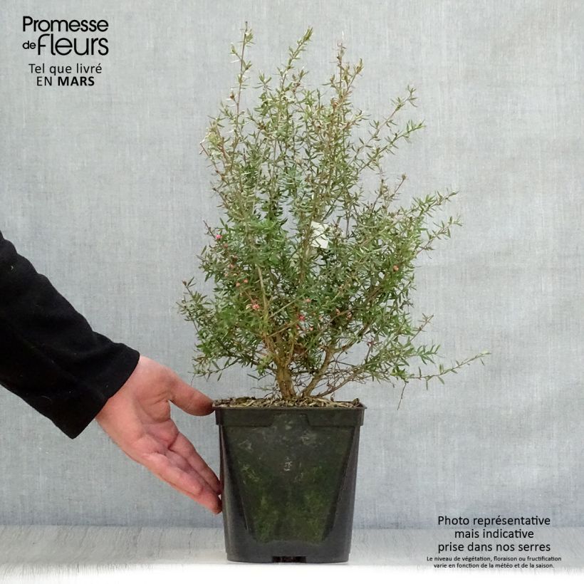 Leptospermum scoparium Coral candy - Tea-tree 2L/3L pot sample as delivered in spring