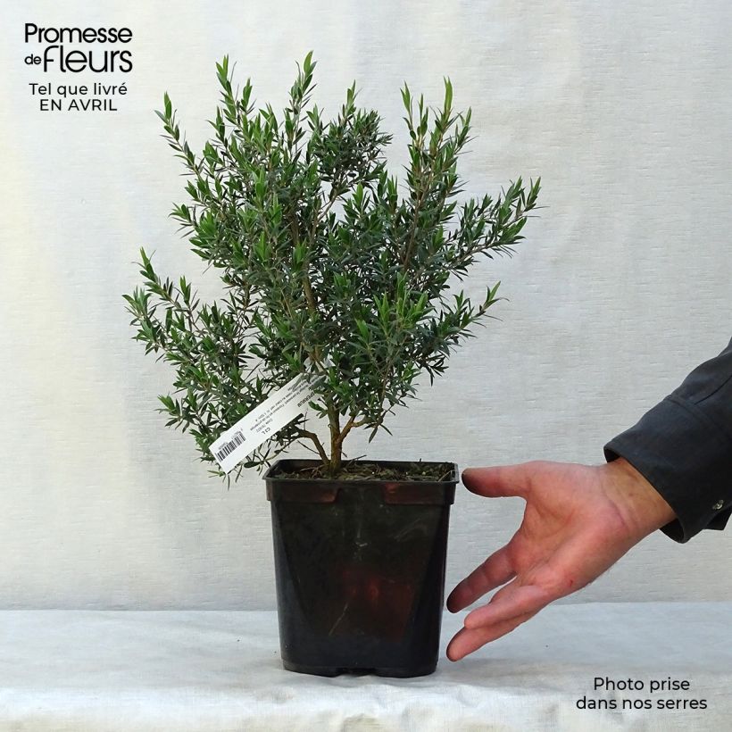 Leptospermum Karo Pearl Star - Tea-tree 2L/3L pot sample as delivered in spring