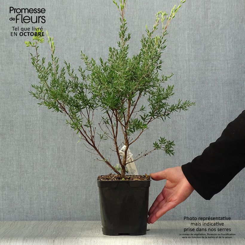 Leptospermum Karo Pearl Star - Tea-tree 2L/3L pot sample as delivered in autumn