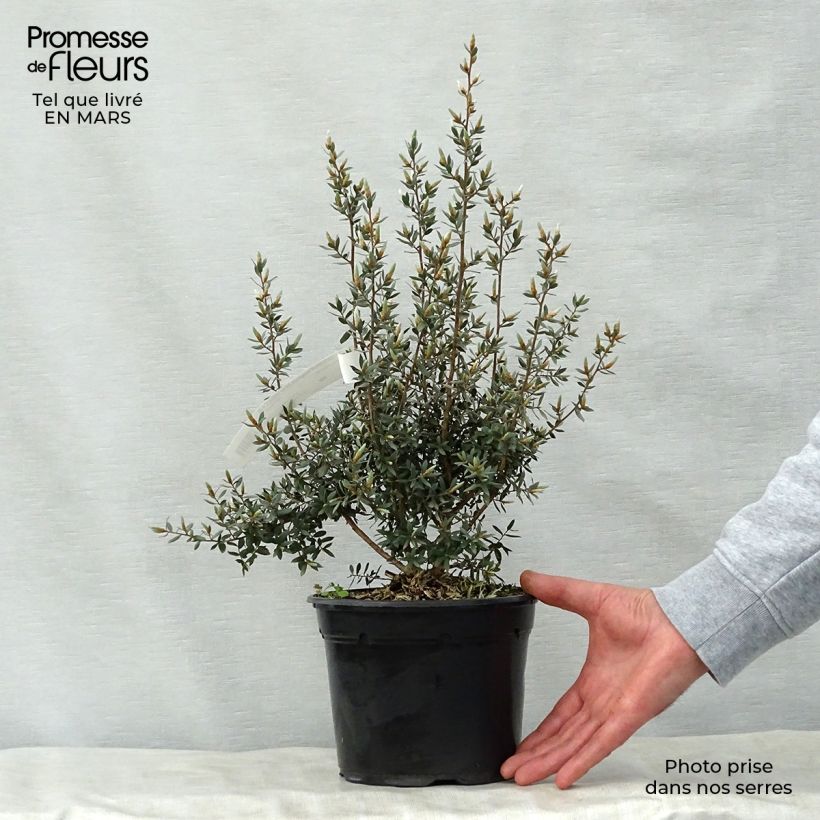 Leptospermum lanigerum Silver Sheen - Woolly Tea-tree 2L/3L pot sample as delivered in spring
