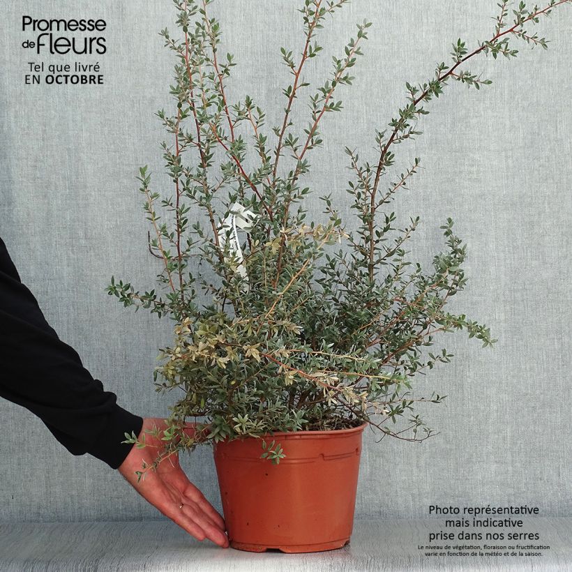 Leptospermum lanigerum Silver Sheen - Woolly Tea-tree 2L/3L pot sample as delivered in autumn
