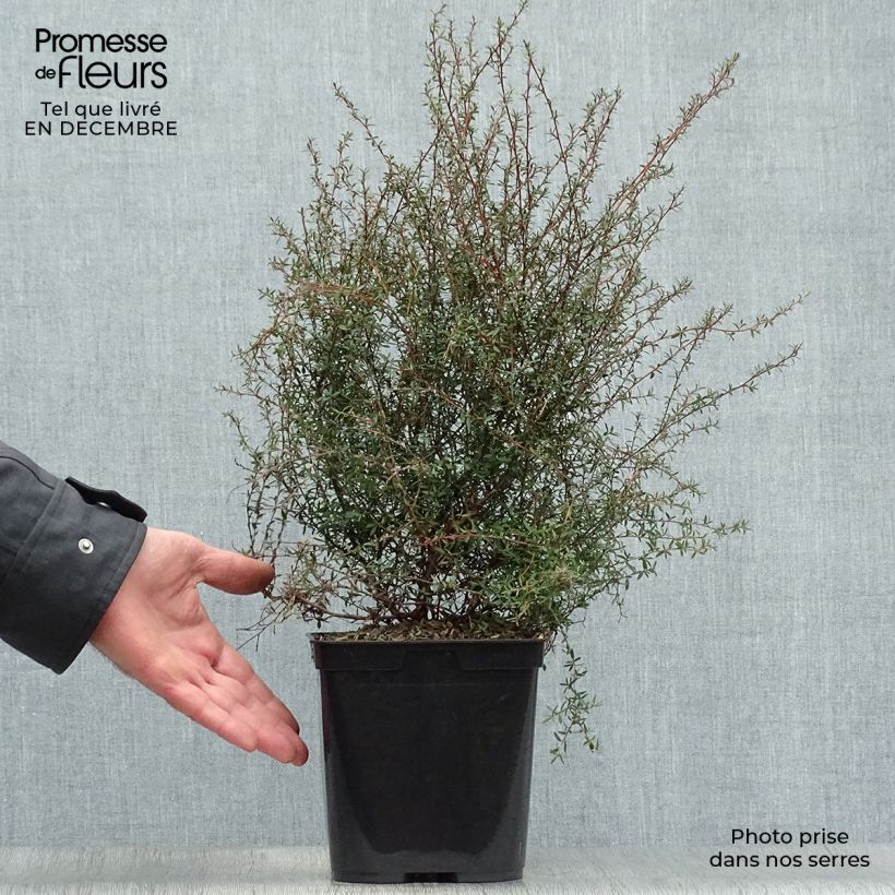 Leptospermum scoparium Wiri Kerry - Tea-tree 2L/3L pot sample as delivered in winter