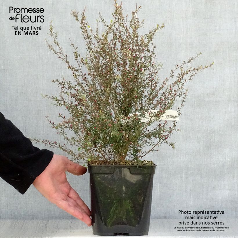 Leptospermum scoparium Wiri Kerry - Tea-tree 2L/3L pot sample as delivered in spring