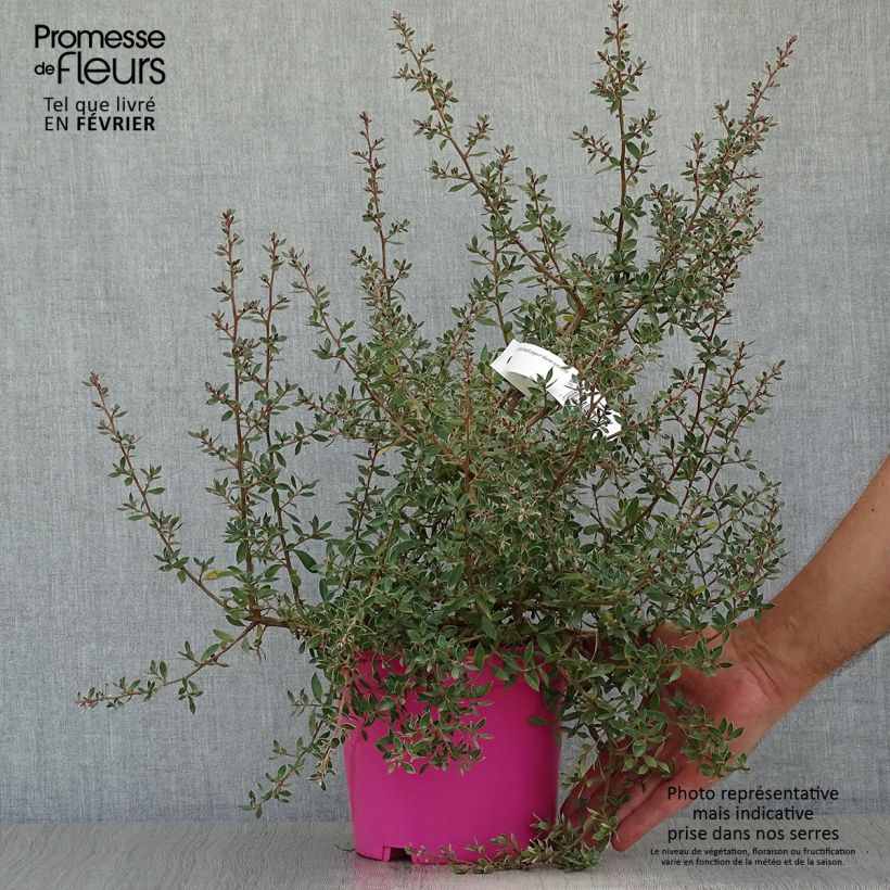 Leptospermum lanigerum Mesmer Eyes - Woolly Tea-tree 2L/3L pot sample as delivered in autumn
