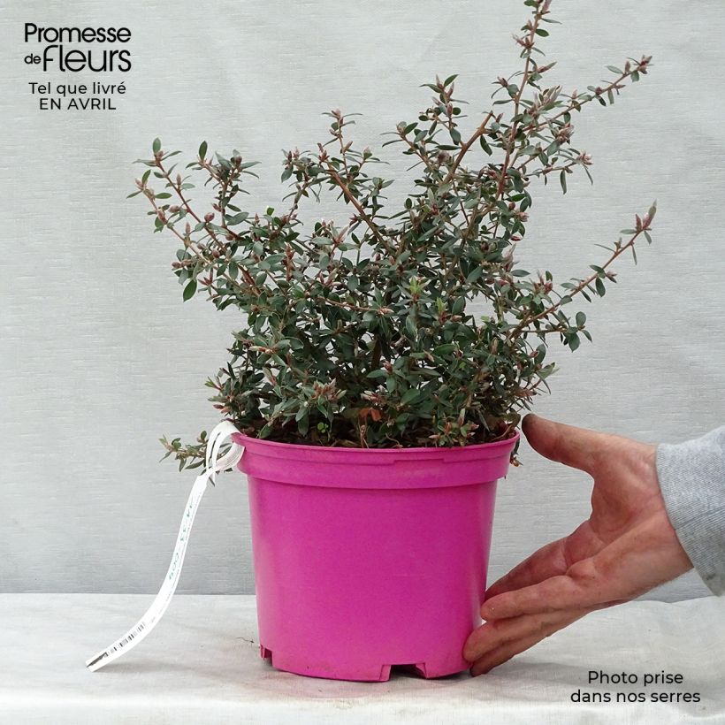 Leptospermum lanigerum Mesmer Eyes - Woolly Tea-tree 2L/3L pot sample as delivered in spring