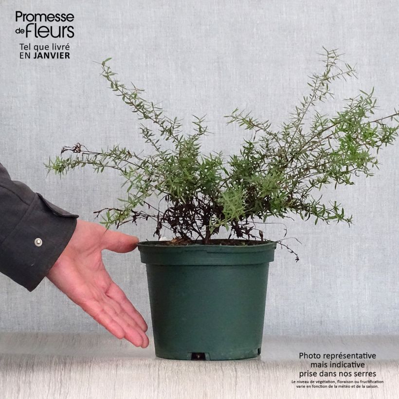Leptospermum scoparium White - Tea-tree 2L/3L pot sample as delivered in winter