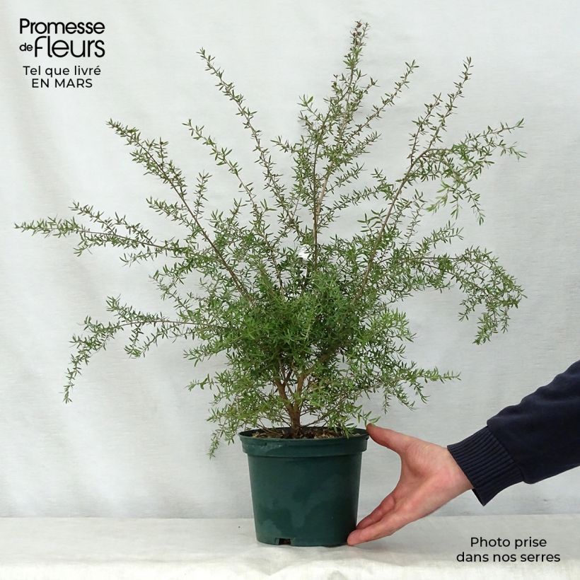 Leptospermum scoparium White - Tea-tree 2L/3L pot sample as delivered in spring