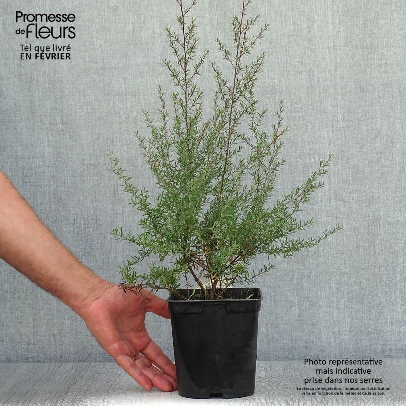 Leptospermum scoparium Crimson Glory - Tea-tree 3L/4L pot sample as delivered in autumn