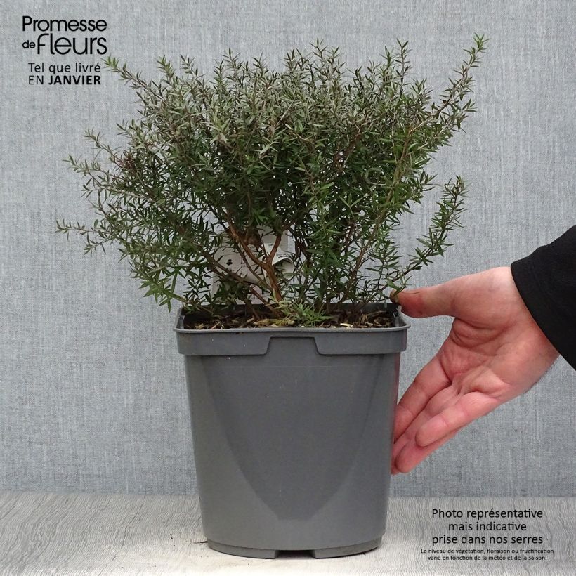 Leptospermum scoparium Crimson Glory - Tea-tree 3L/4L pot sample as delivered in winter