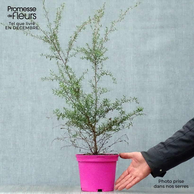 Leptospermum scoparium Martini - Tea-tree 2L/3L pot sample as delivered in winter