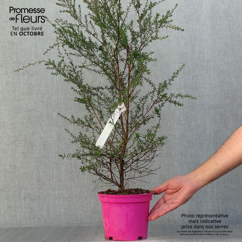 Leptospermum scoparium Martini - Tea-tree 2L/3L pot sample as delivered in autumn