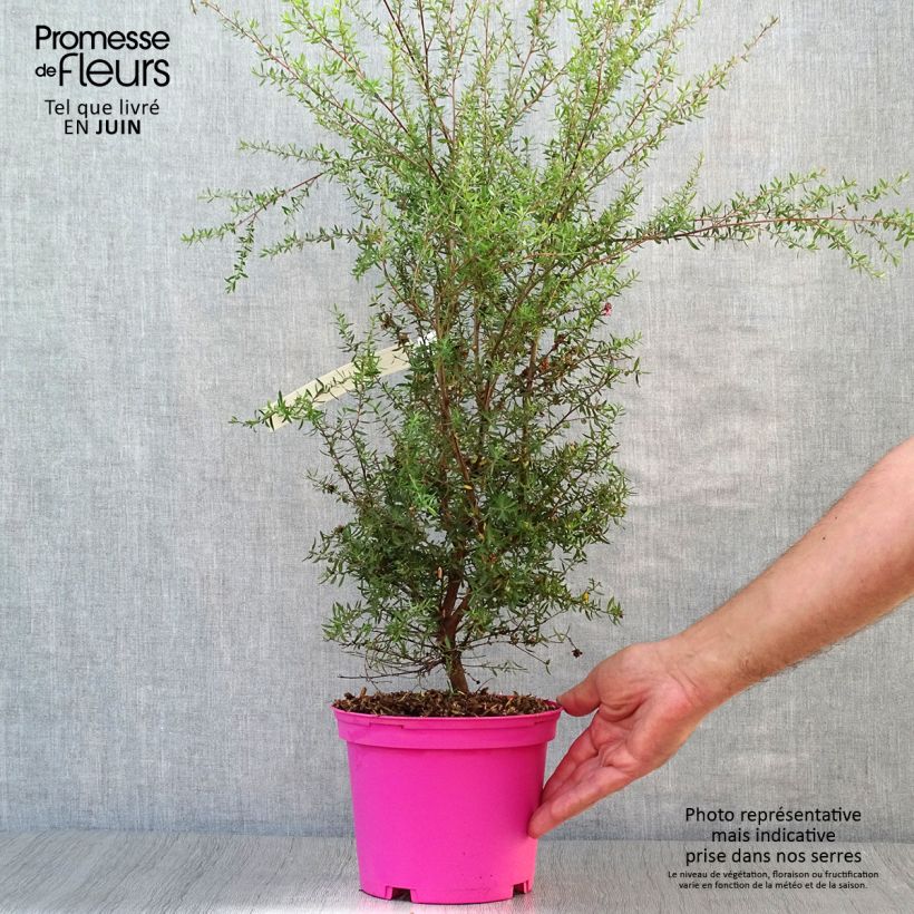Leptospermum scoparium Martini - Tea-tree 2L/3L pot sample as delivered in summer