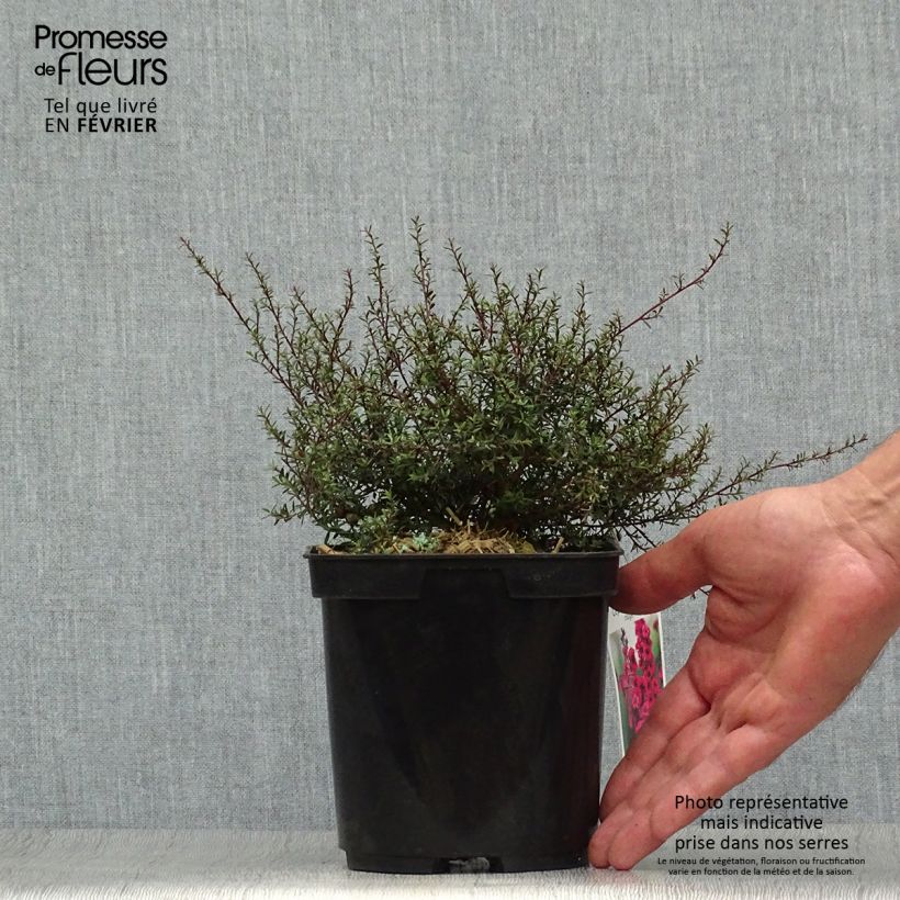 Leptospermum scoparium Nanum Kiwi - Tea-tree 2L/3L pot sample as delivered in autumn