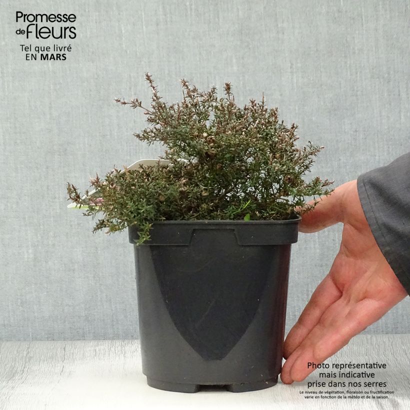 Leptospermum scoparium Nanum Kiwi - Tea-tree 2L/3L pot sample as delivered in spring