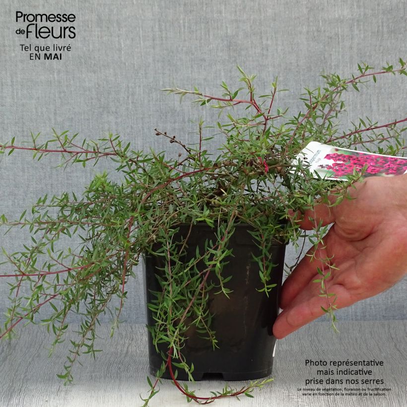 Leptospermum scoparium Red Falls - Tea-tree 2L/3L pot sample as delivered in spring