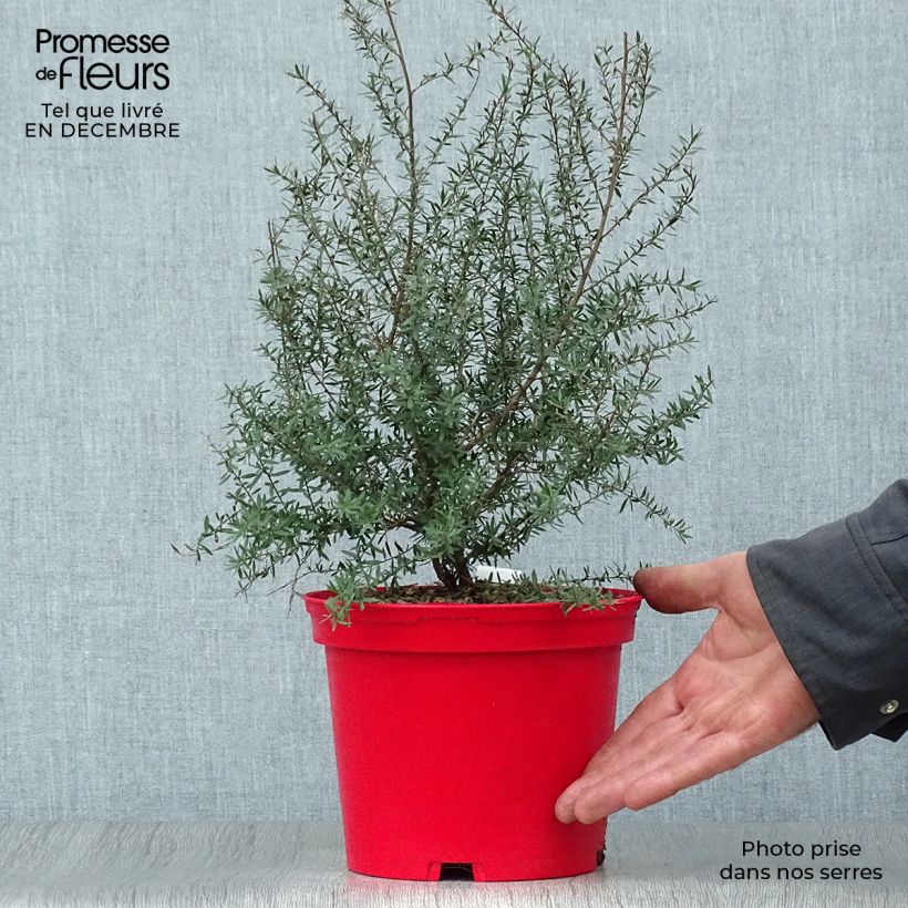 Leptospermum scoparium Red damask - Tea-tree 3L/4L pot sample as delivered in winter