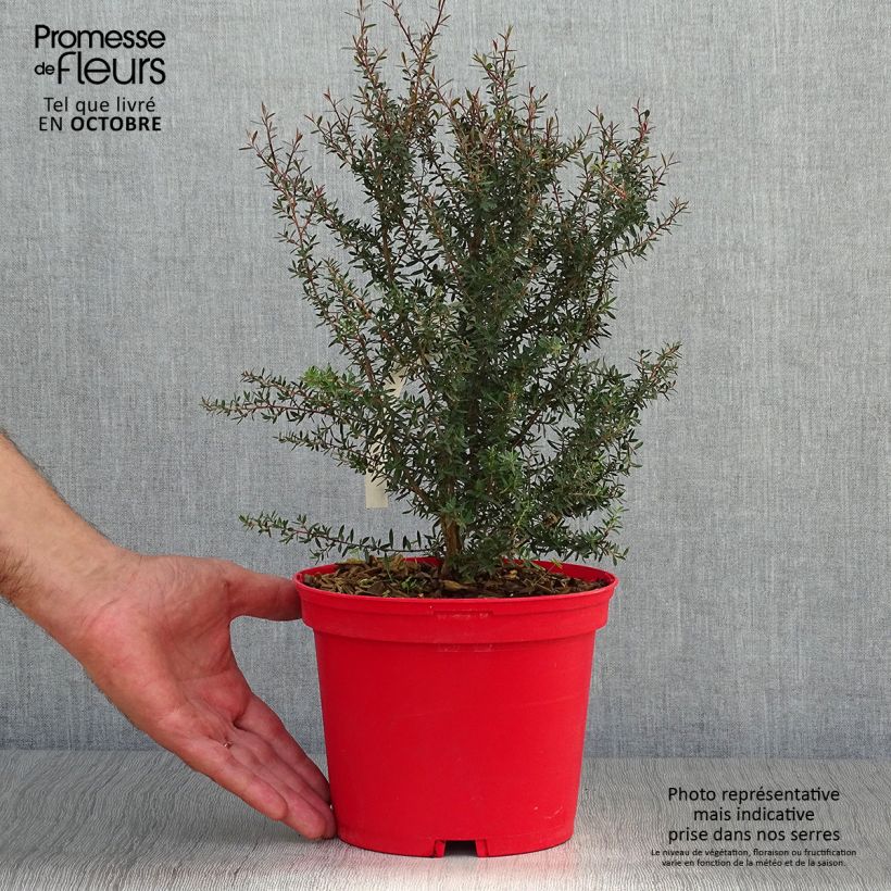 Leptospermum scoparium Red damask - Tea-tree 3L/4L pot sample as delivered in autumn