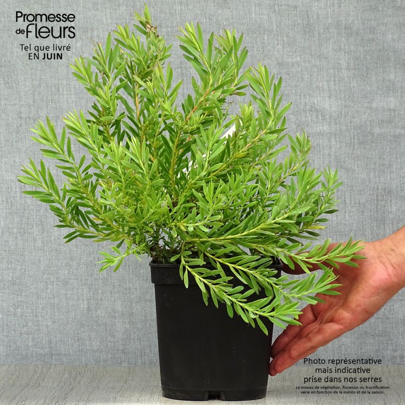 Leucadendron salignum Cheeky - Conebush 3L/4L pot sample as delivered in summer