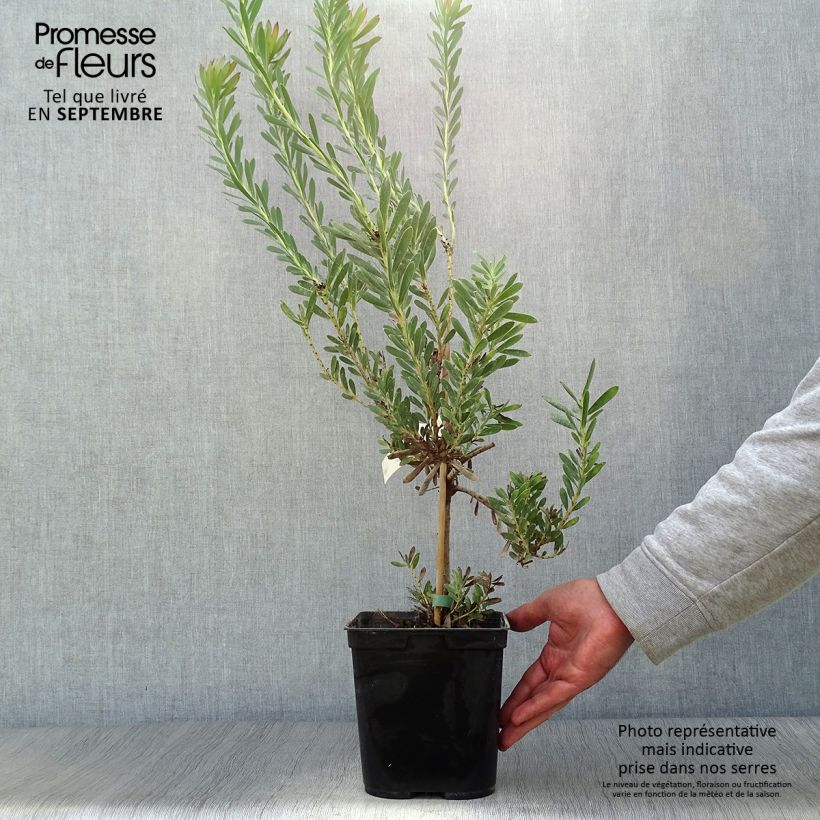Leucadendron salignum Devils Blush - Conebush 3L/4L pot sample as delivered in autumn