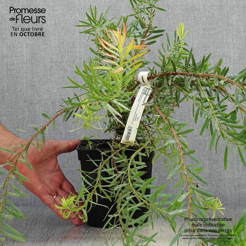 Leucadendron salignum Fireglow - Conebush 3L/4L pot sample as delivered in autumn