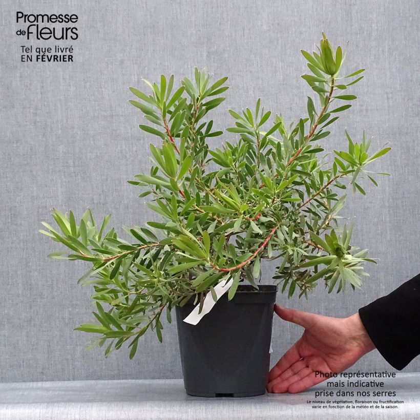 Leucadendron&#x20;Inca&#x20;Gold&#x20;-&#x20;Conebush&#x20;3L&#x2F;4L&#x20;pot&#x20;sample&#x20;as&#x20;delivered&#x20;in&#x20;winter