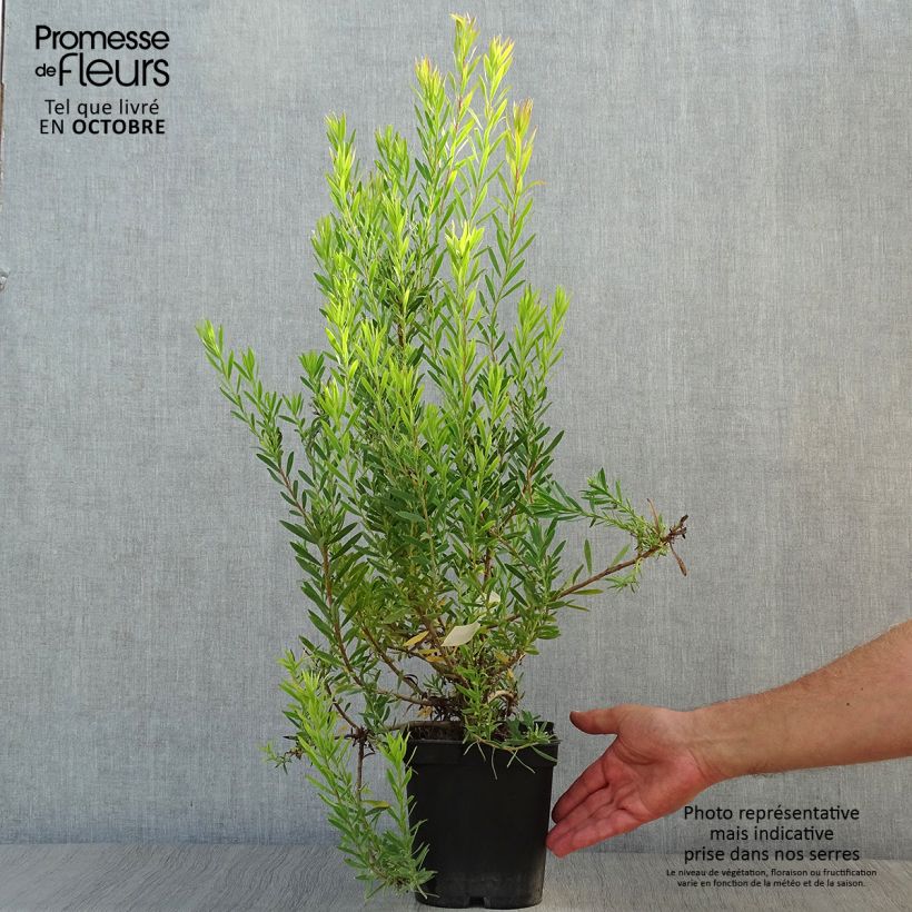 Leucadendron Jack Harre - Conebush 3L/4L pot sample as delivered in autumn
