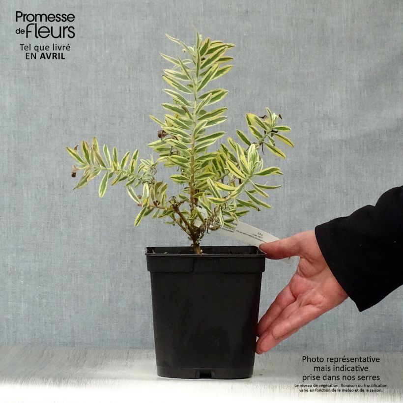Leucadendron Safari Sunshine - Conebush 3L/4L pot sample as delivered in spring