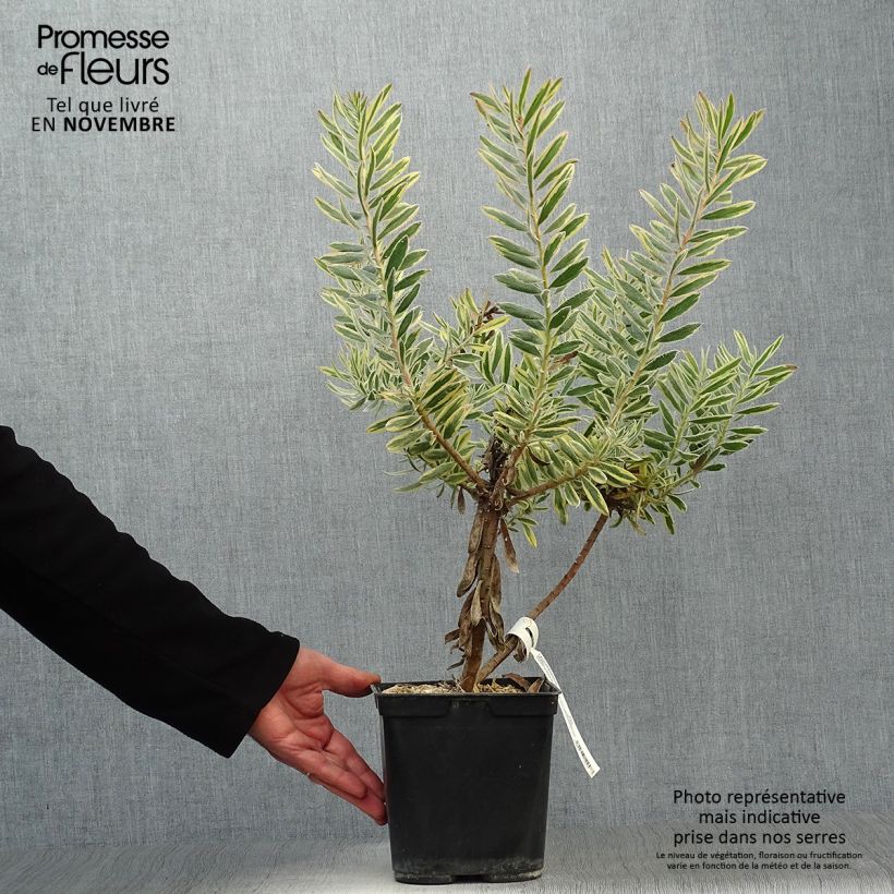 Leucadendron Safari Sunshine - Conebush 3L/4L pot sample as delivered in autumn