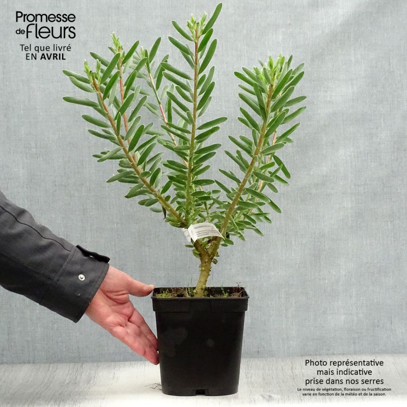 Leucadendron Safari Sunset - Conebush 3L/4L pot sample as delivered in spring