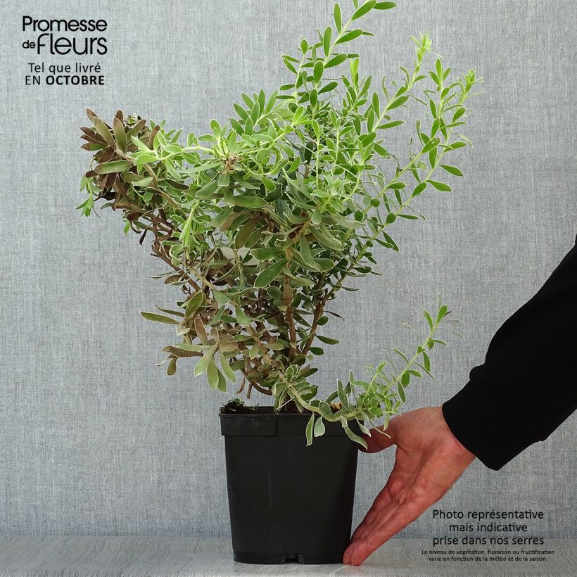 Leucadendron Sundance - Conebush 3L/4L pot sample as delivered in autumn