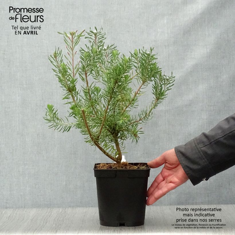 Leucadendron galpinii Purple Haze - Conebush 3L/4L pot sample as delivered in spring