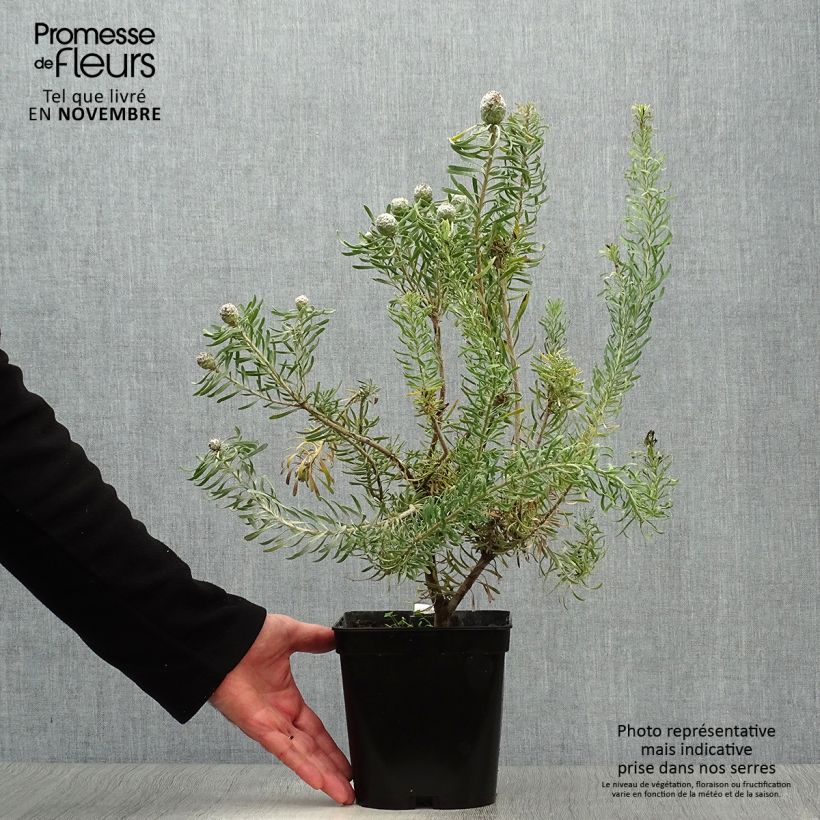 Leucadendron galpinii Purple Haze - Conebush 3L/4L pot sample as delivered in autumn