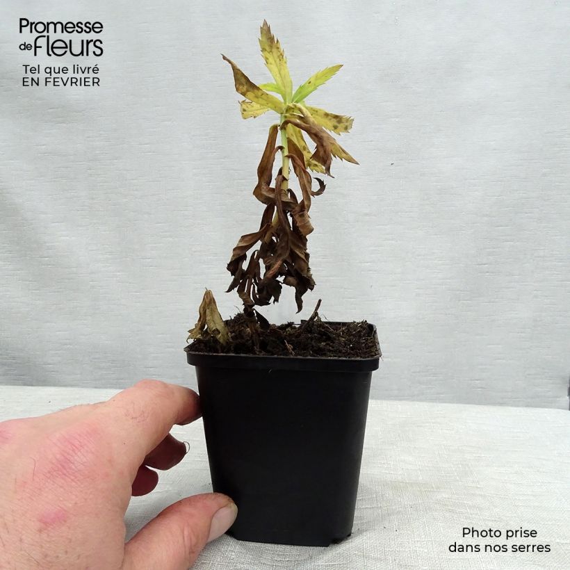 Leucanthemella serotina 8/9 cm pot sample as delivered in winter