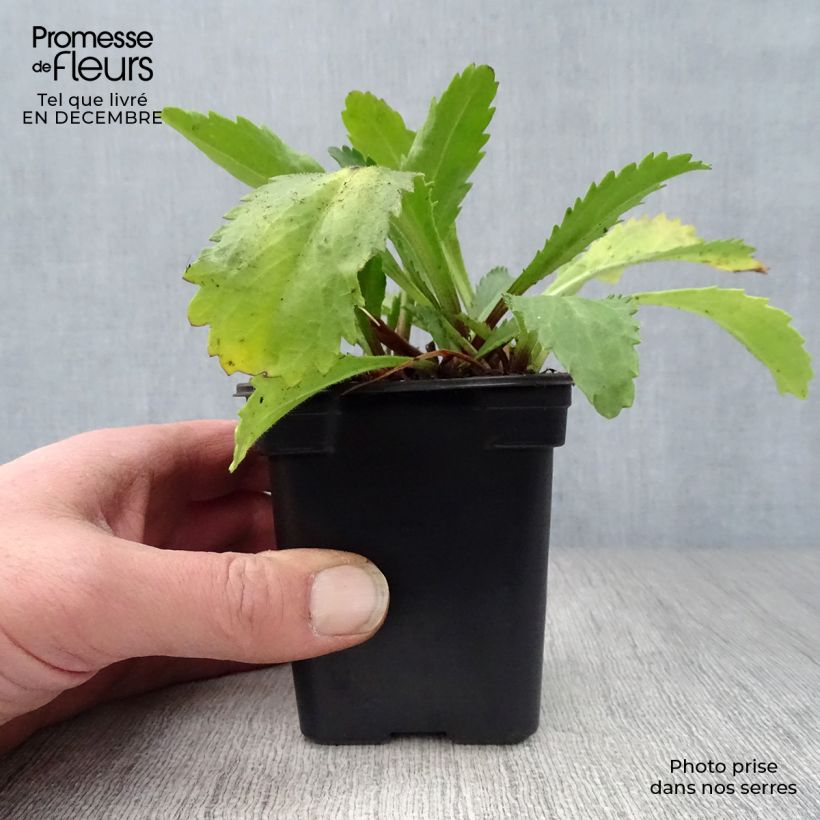 Leucanthemum superbum Banana Cream - Shasta Daisy 7/8 cm pot sample as delivered in winter