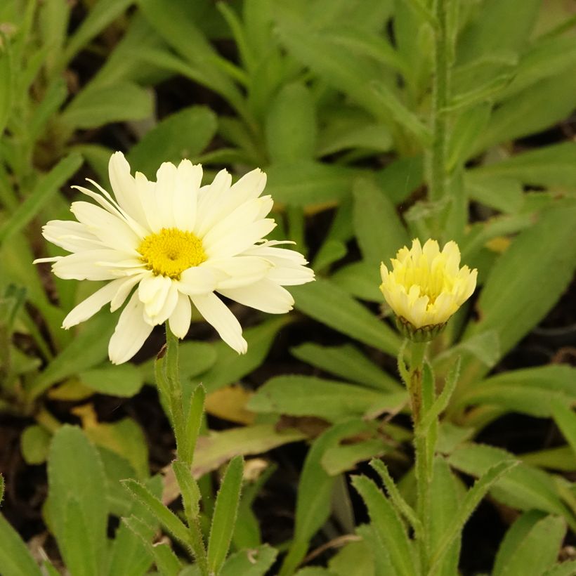 Leucanthemum superbum Banana Cream - Shasta Daisy (Flowering)