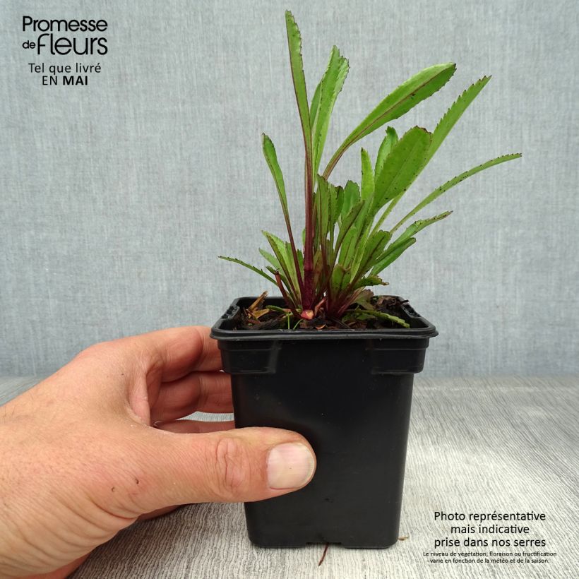 Leucanthemum Petite Princesse d'Argent - Shasta Daisy 7/8 cm pot sample as delivered in spring