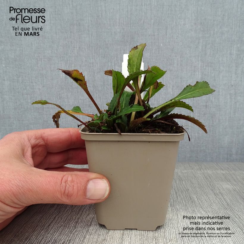 Leucanthemum superbum Real Neat - Shasta Daisy 8/9 cm pot sample as delivered in winter