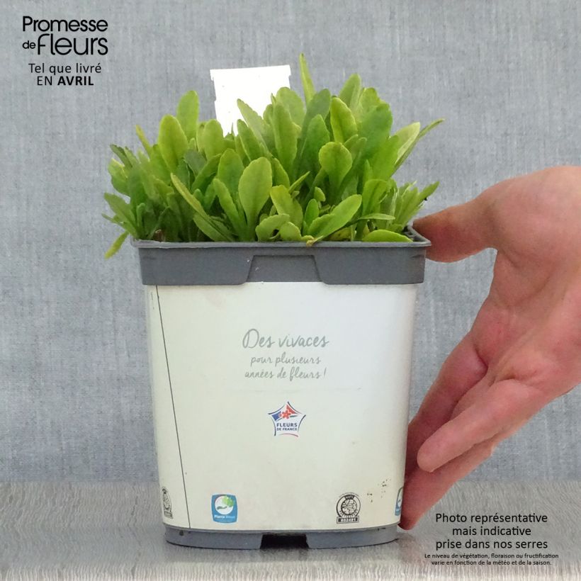 Leucanthemum superbum Snow Lady - Shasta Daisy 2L/3L pot sample as delivered in spring