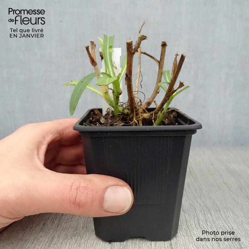 Example of Leucanthemum superbum Victorian Secret - Shasta Daisy 8/9 cm pot as you get in hiver