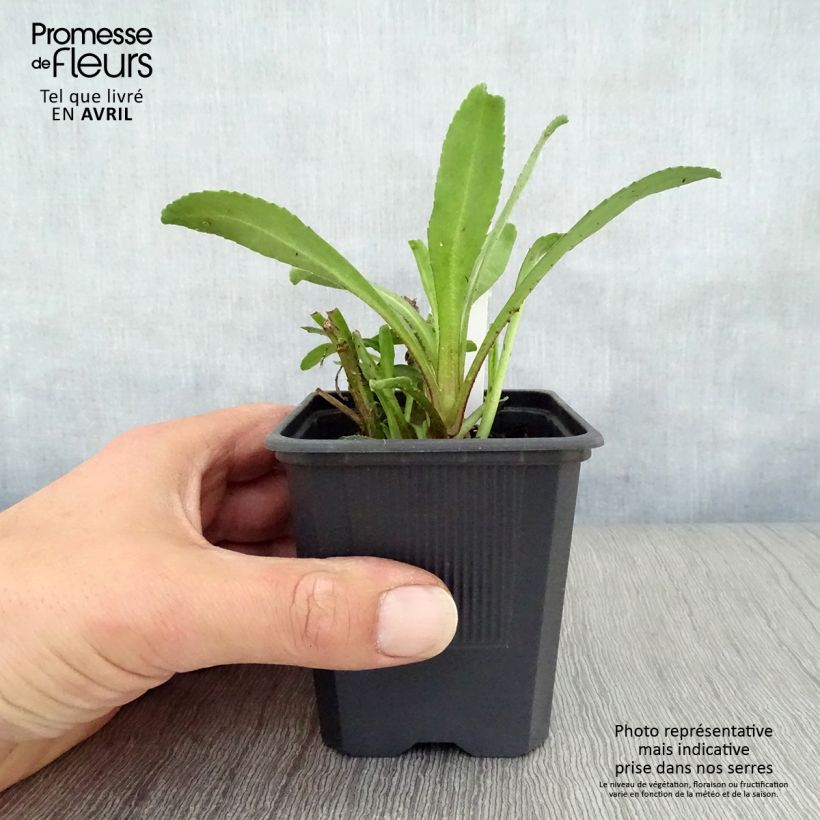 Leucanthemum superbum Victorian Secret - Shasta Daisy 8/9 cm pot sample as delivered in spring