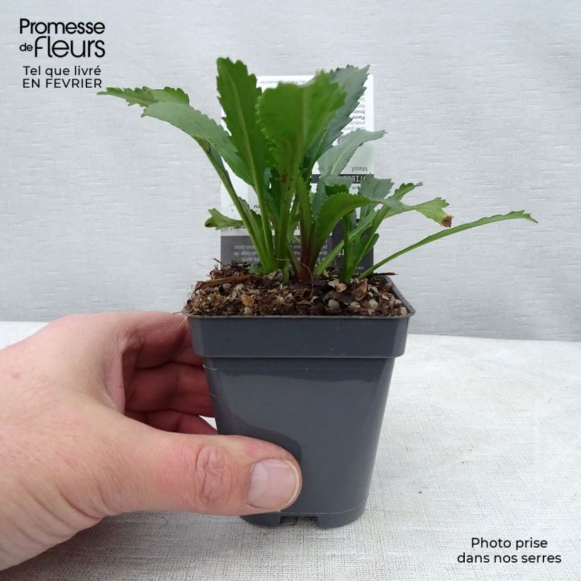 Leucanthemum superbum Etoile dAnvers - Shasta Daisy 7/8 cm pot sample as delivered in winter