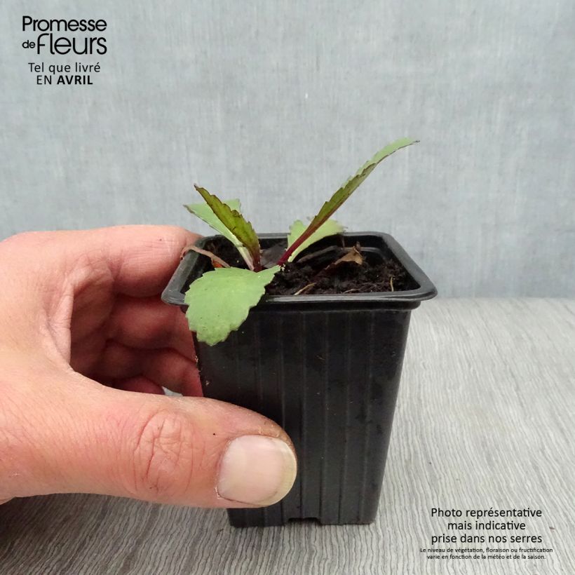 Leucanthemum superbum Etoile dAnvers - Shasta Daisy 7/8 cm pot sample as delivered in spring